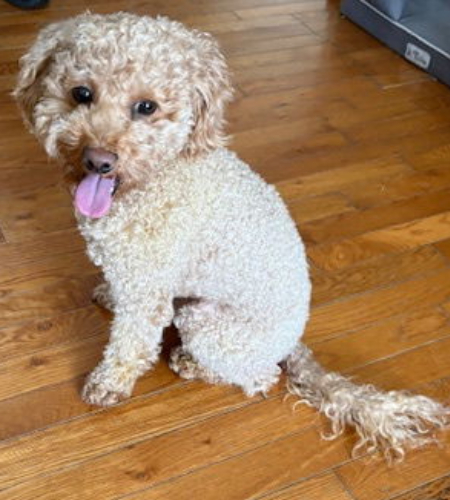 Mario_2026 Olive the shihtzu