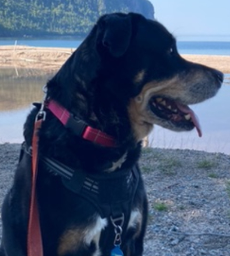 Maya, a big black dog