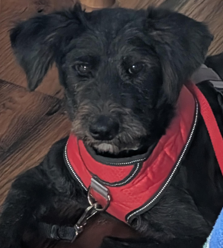 Mitzi_Adopted Mitzi, a black dog