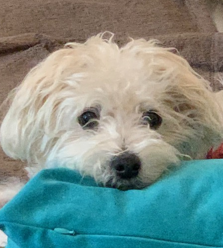 Ollie_InMemory Ollie white dog