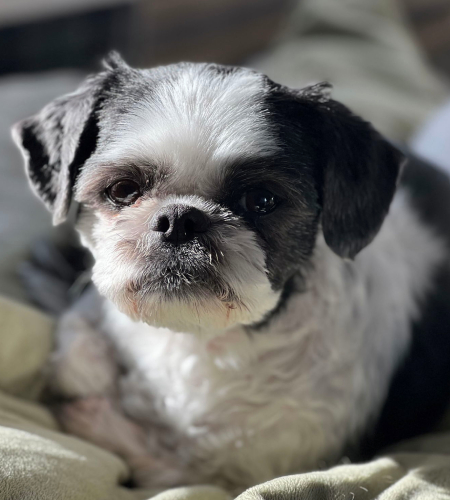 Panda_2026 Panda, the black and white Shih Tzu