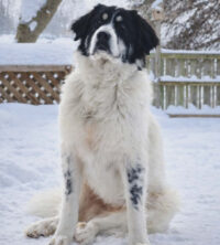 Sadie_Featured Sadie, the great pyrenees mix