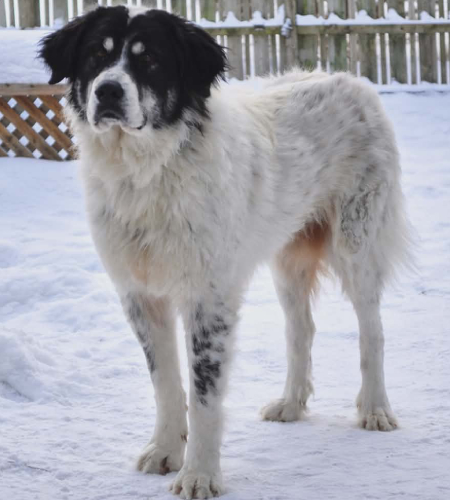 Sadie the great pyrenees mix
