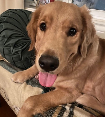 Sheer_Adopted Sheer, a large lab mix dog