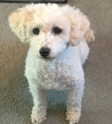 Sophie aka Sadie_adopted Sophie, a small white dog