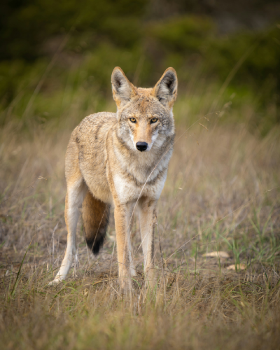 coyote