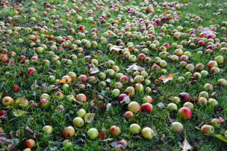 fallen fruit on ground