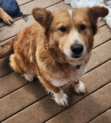 Allie, the golden retriever mix