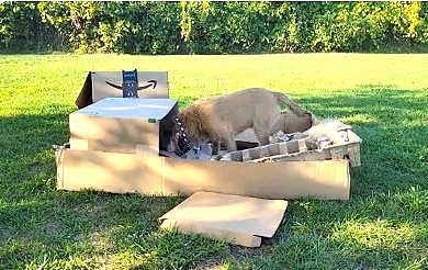 dog digging through cardboard boxes