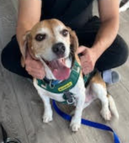 Sadie the great pyrenees mix