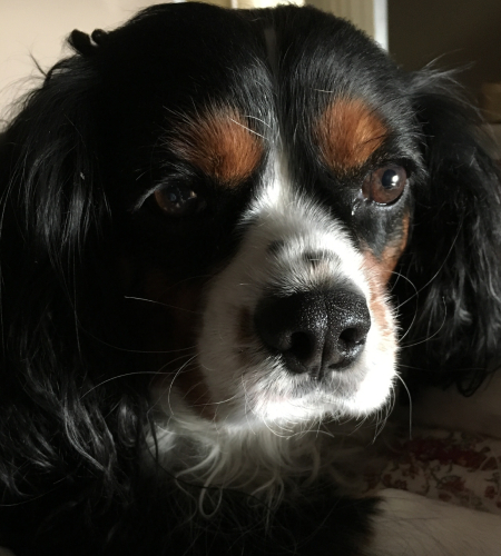 Charlie, a King Charles Cavalier spaniel dog