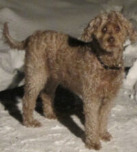 Harley, a golden poodle mix