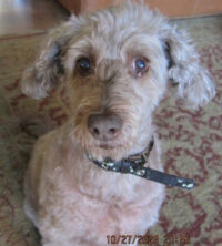 Harley, a golden poodle mix