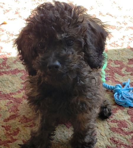 Leo, a small black poodle