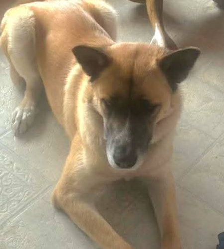 Sadie the great pyrenees mix