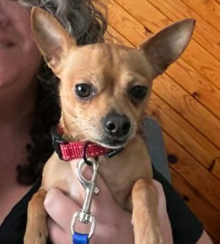 Nacho, a tan chihuahua