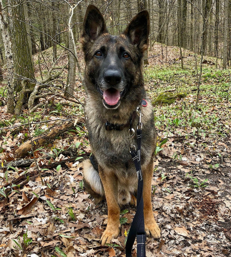 Nick, the German Shepherd