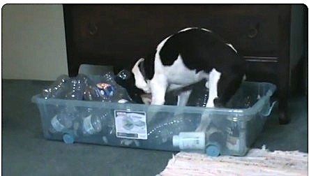 black and white dog digging through a plastic tub of plastic water bottles