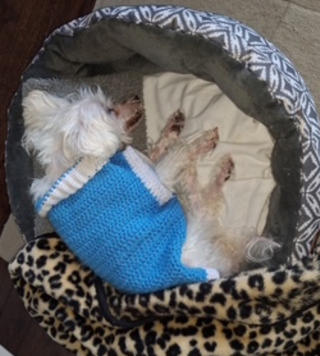 Ollie, a little white dog curled up in bed