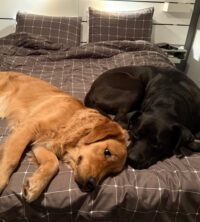 Two dogs laying side by side