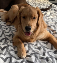 Scooby, a large golden-brown dog