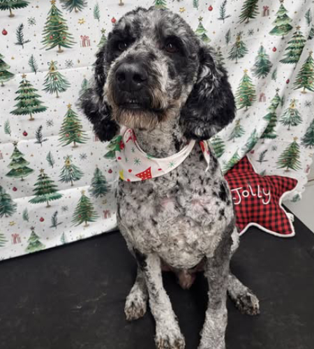 Willie the standard poodle