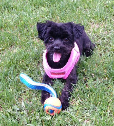Zoey, a small black dog, with her ball