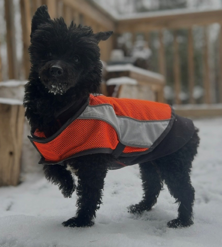 Astor, a small black dog