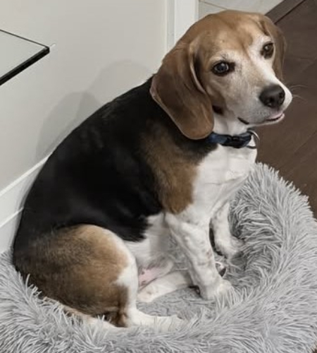 Sadie the great pyrenees mix