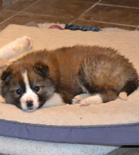 Duffy, the small husky mix puppy
