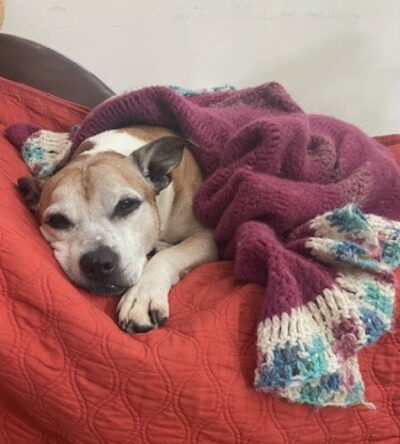 Lana the dog snuggling in a blanket