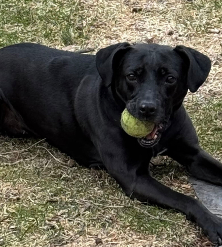 Maggie, the black lab, with a tennis ball in her mouth