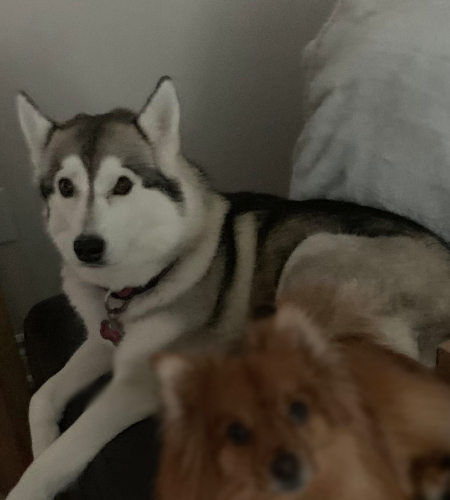 Nouka, the Siberian Husky