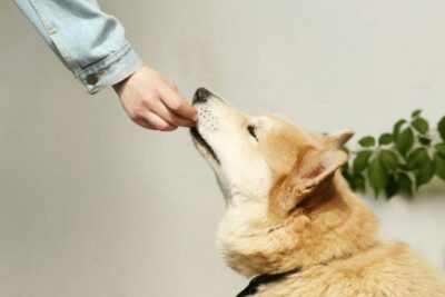 a hand feeding a dog