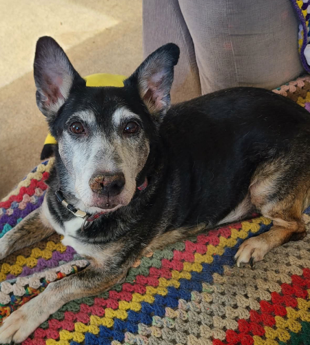 Ricky, the corgi and hound mix