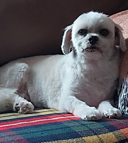 Ricky, a small white dog