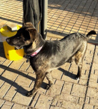 Tala, the Labrador retriever mix