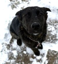 Tala, the Labrador retriever mix