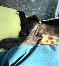 Tala, the black lab mix