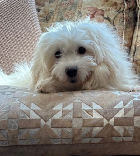 Valerie, a small white dog
