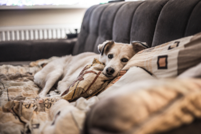 dog laying on couch