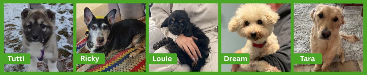 photo grid of five dogs