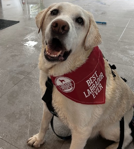Bailie, a yellow lab