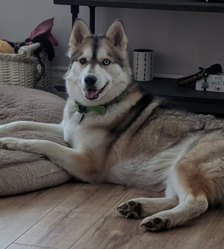 Beans, the Siberian Husky