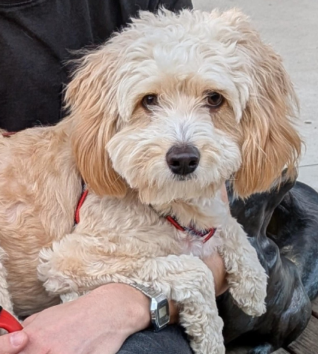Charlie Chan, a small cream poodle mix