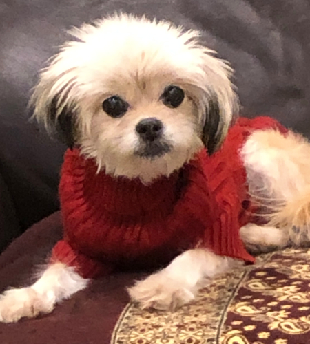 Coco, a small dog