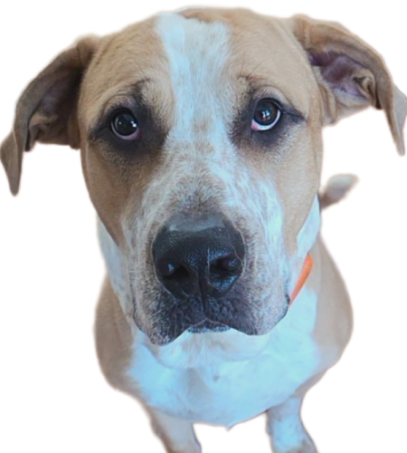 Duncan, the Boxer/Labrador Retriever mix