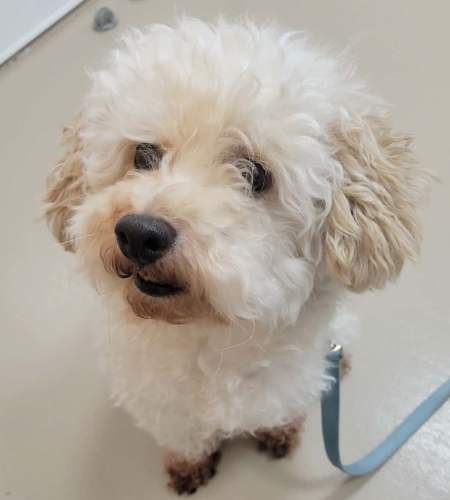 Filou, a small white and cream poodle mix