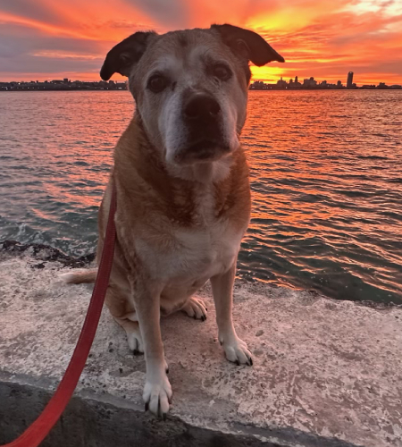 Flower, a large dog