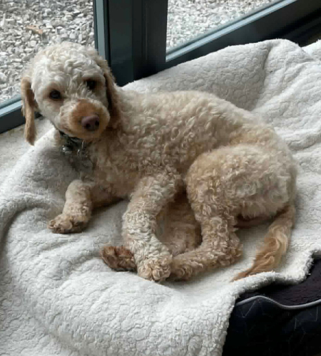 Harvey the poodle mix